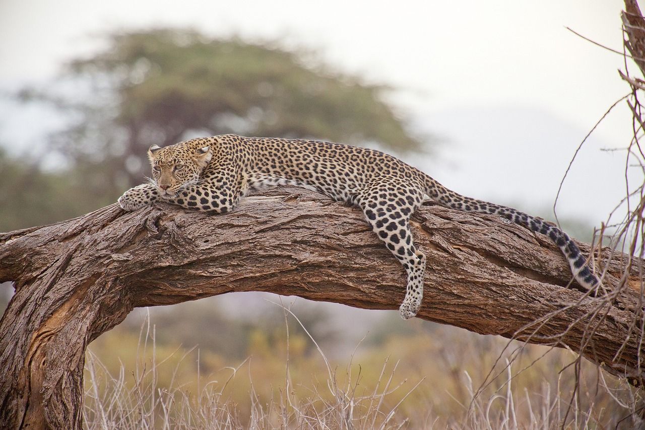 A leopard is laying on a tree branch in the wild.