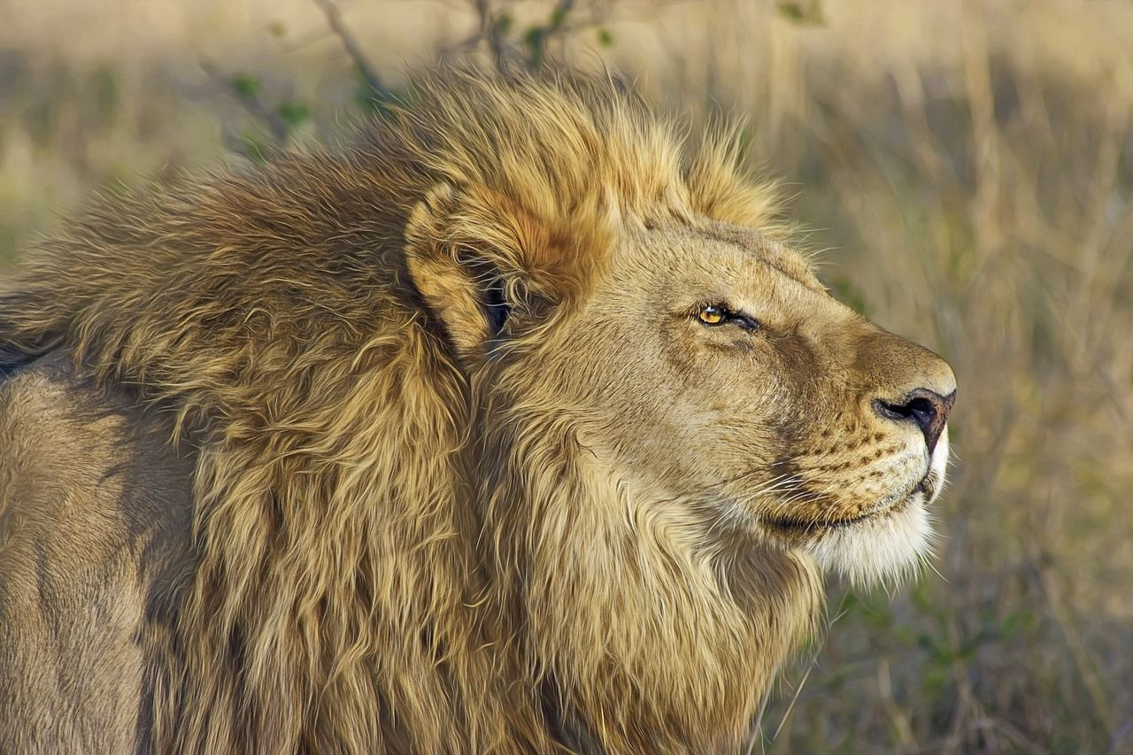 A close up of a lion 's head in a field.