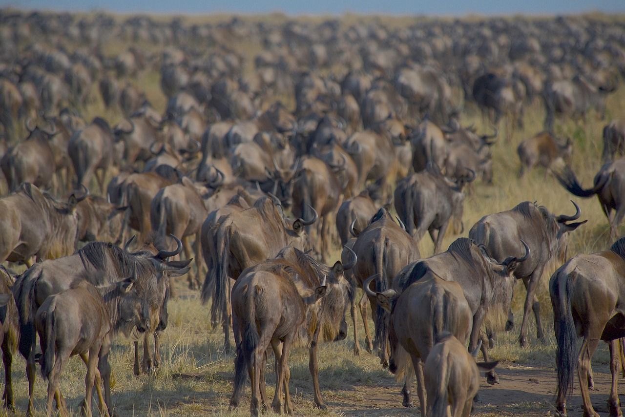 A herd of wildebeest standing in a field.