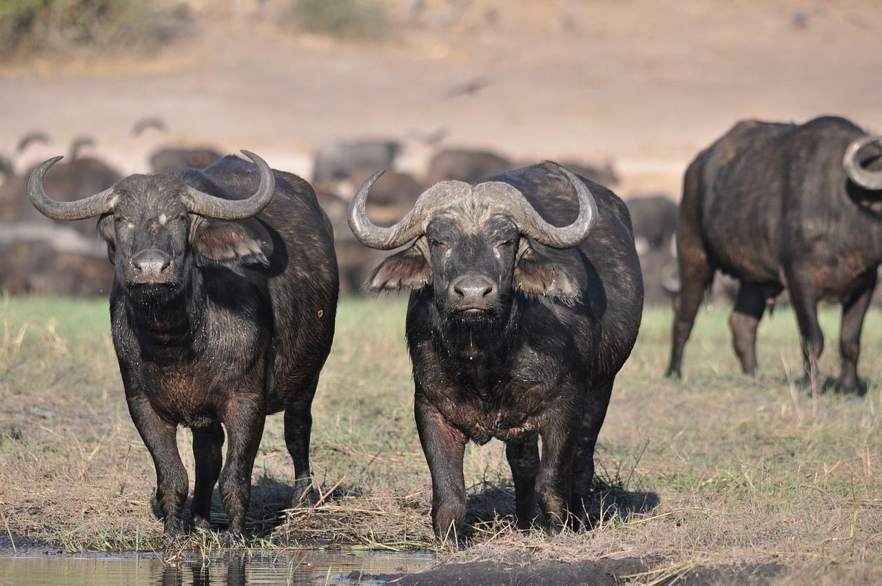 A herd of buffalo standing next to each other in a field.