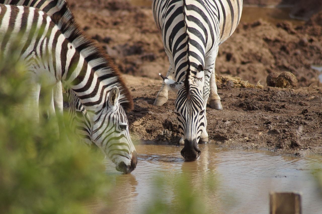 A herd of zebras drinking water from a muddy pond.