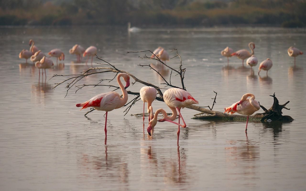 A flock of flamingos are standing in the water near a tree branch.