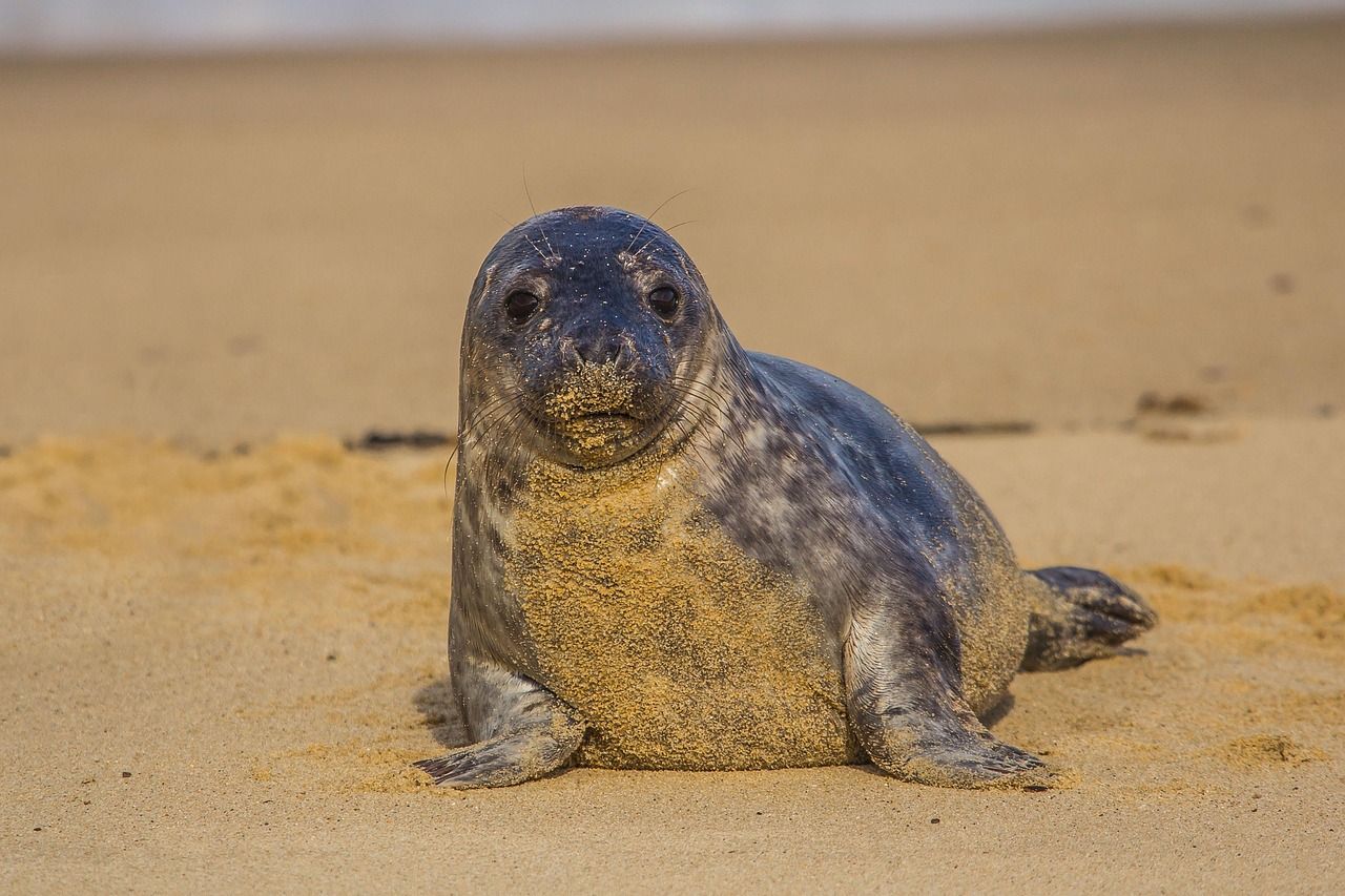 A seal is sitting on a sandy beach looking at the camera in Namibia