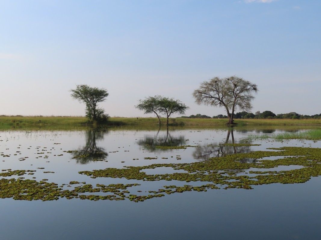 A swamp with trees in the middle of it