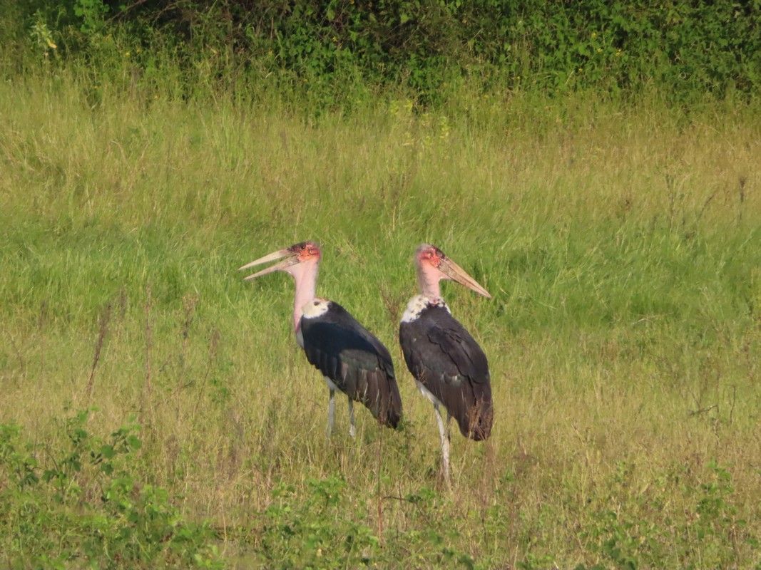 Two birds are standing next to each other in a grassy field.