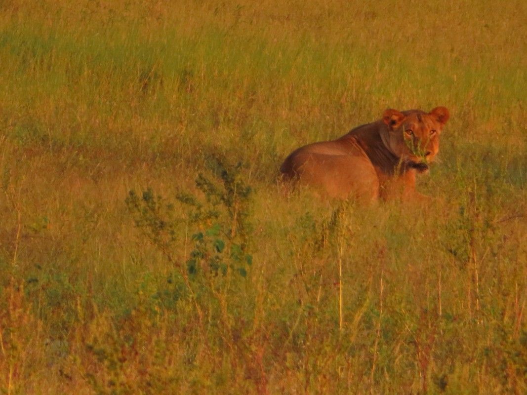 A lioness is standing in a field of tall grass.