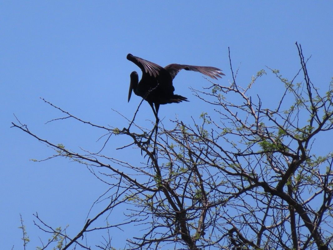 A bird is perched on a tree branch with its wings outstretched