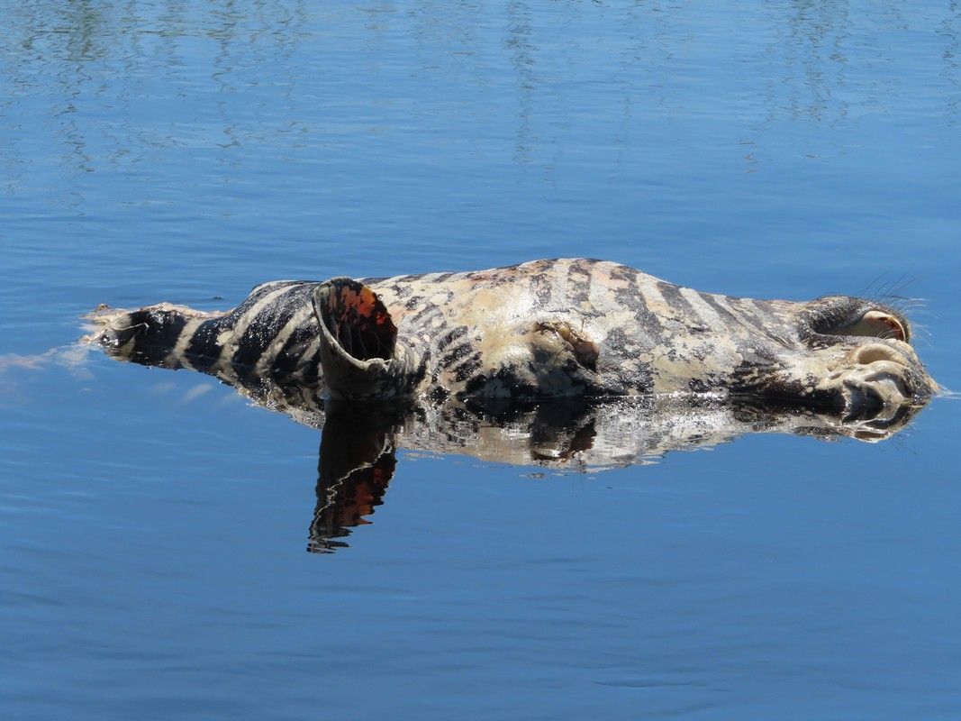 A penguin is floating on its back in the water.