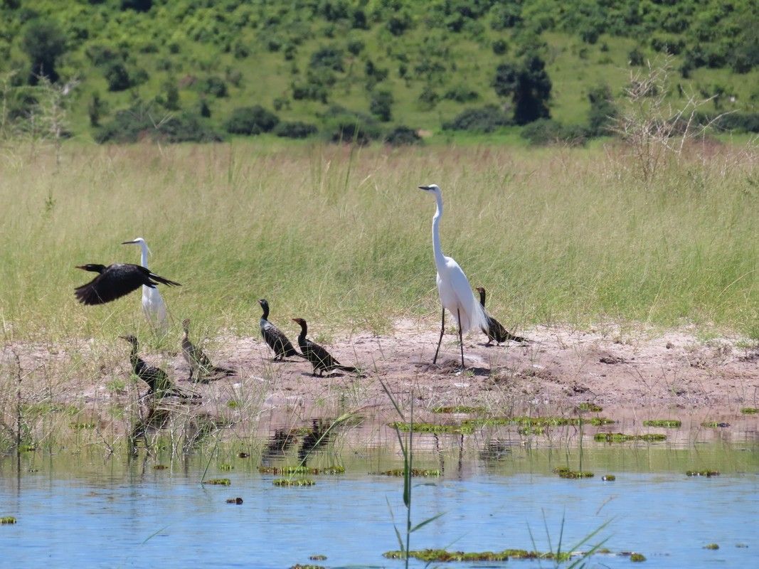 A group of birds are standing in a swamp.