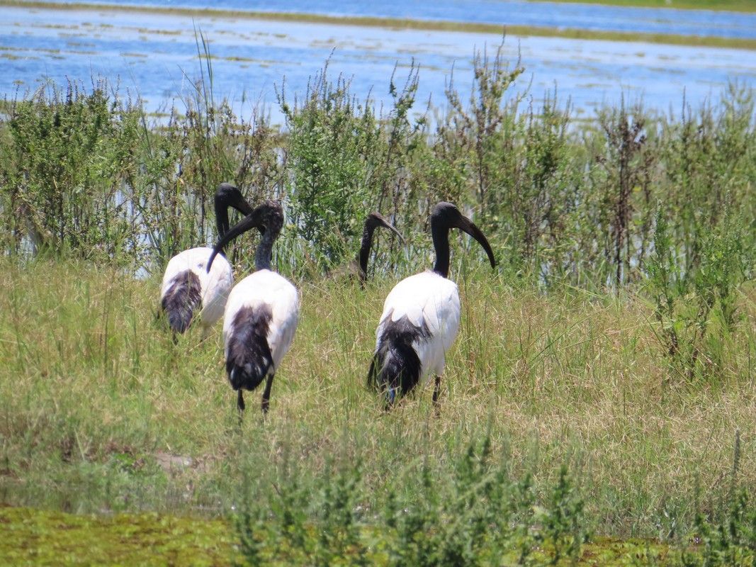 A group of birds are standing in a grassy field near a body of water.