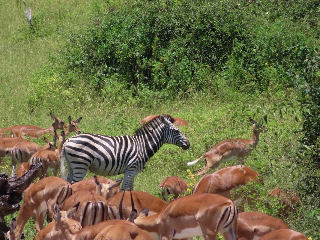 A zebra is standing in the middle of a herd of antelope.