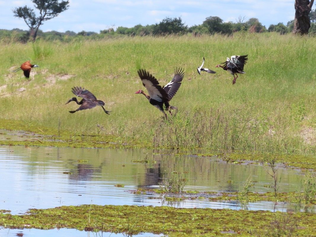 A group of birds are flying over a body of water