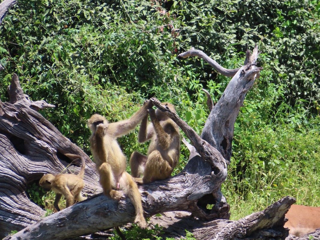 monkeys on a tree branch
