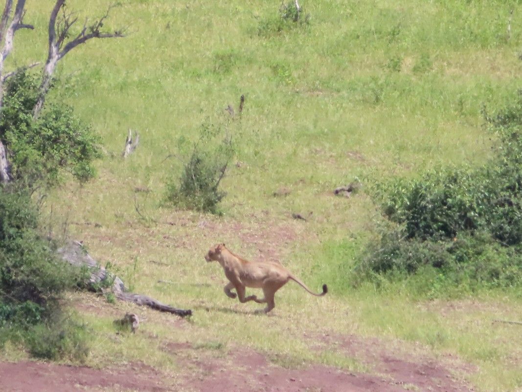 A lion is running through a grassy field.