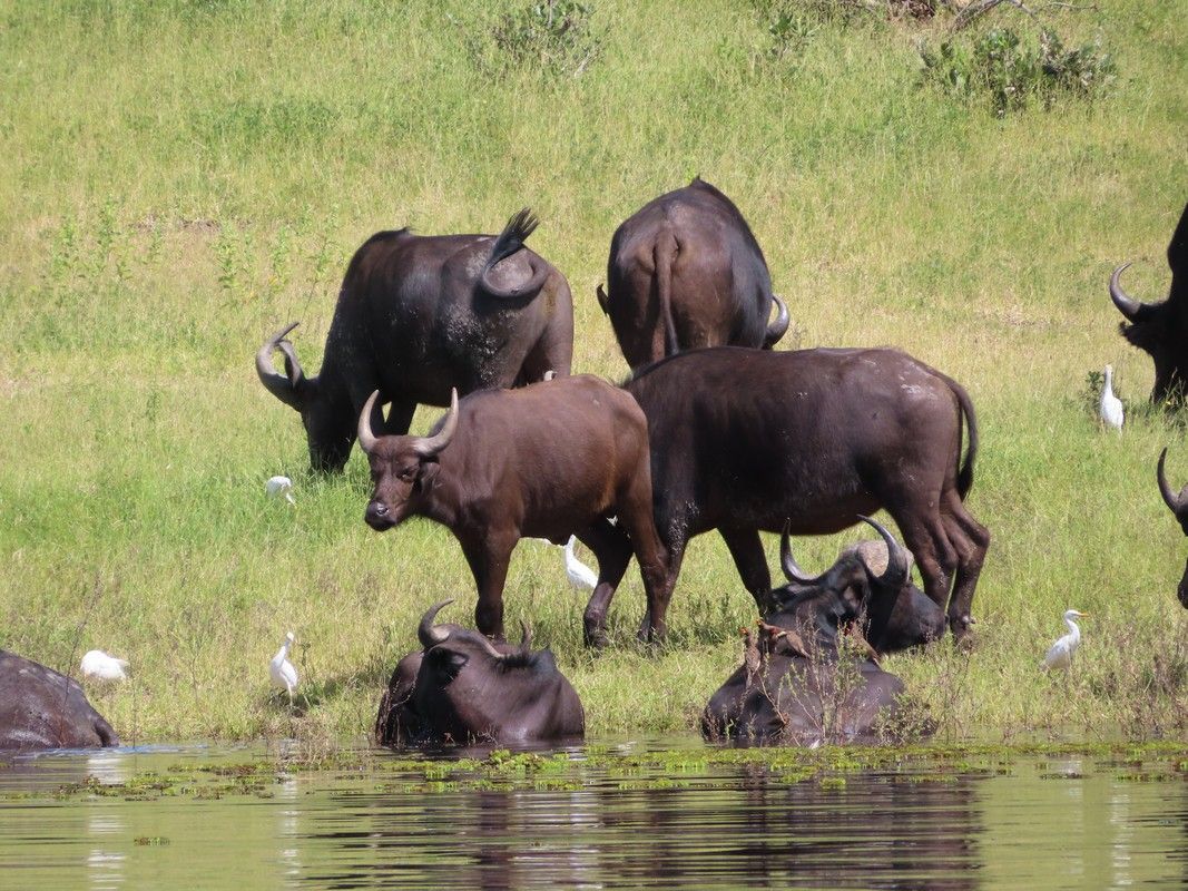 A herd of water buffalo standing next to a body of water.