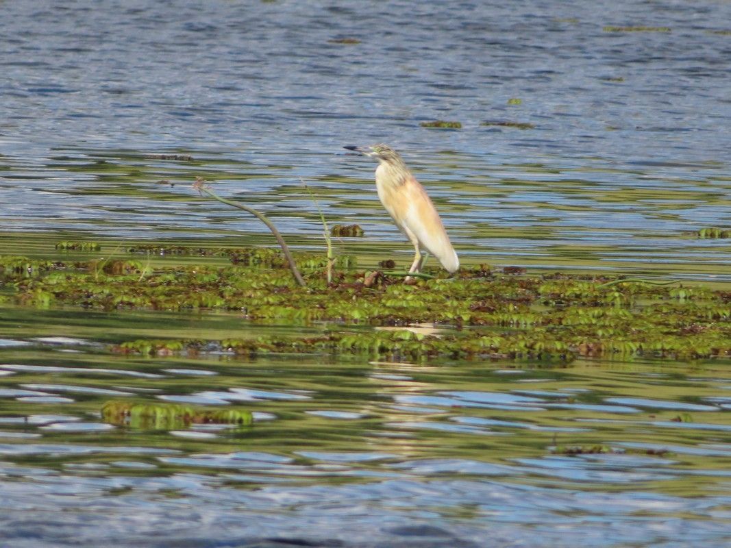 A bird is standing on a small island in the middle of a lake.