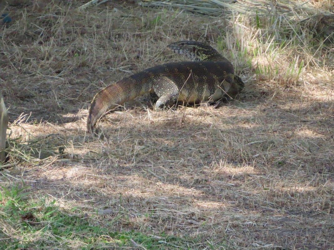 A kangaroo is laying on the ground in the grass.