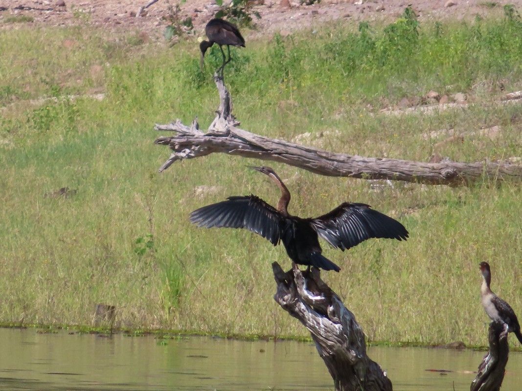 A bird is perched on a tree branch near a body of water.