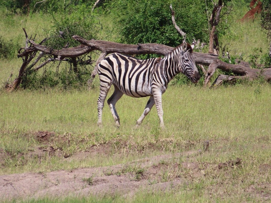 A zebra is running through a grassy field.
