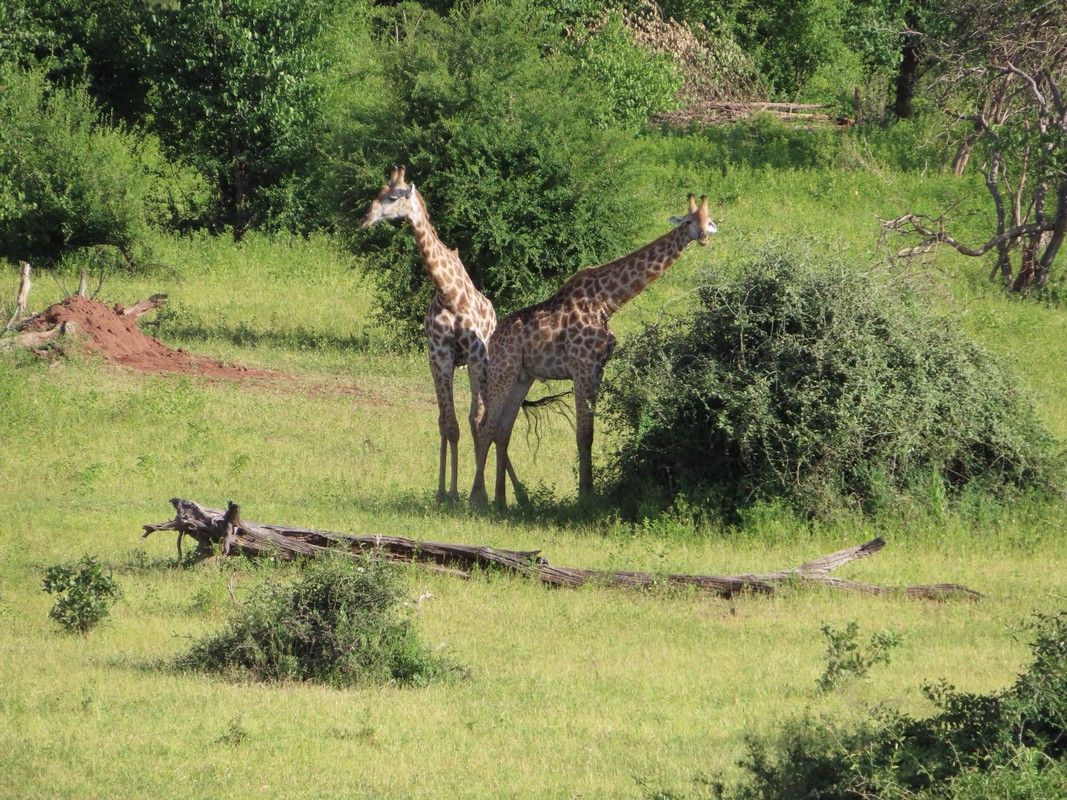 Two giraffes are standing next to each other in a grassy field.