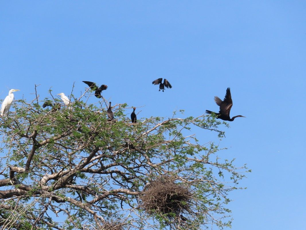 A group of birds are flying over a tree.