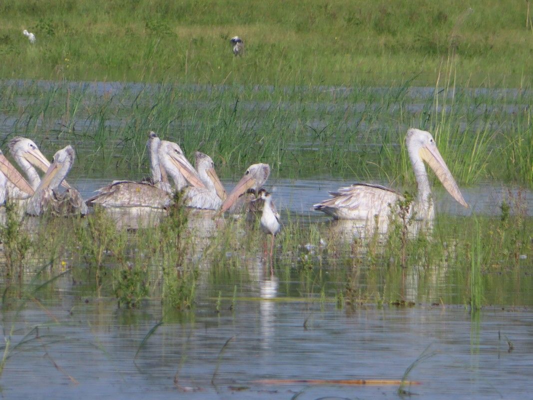 A flock of pelicans are swimming in a lake.