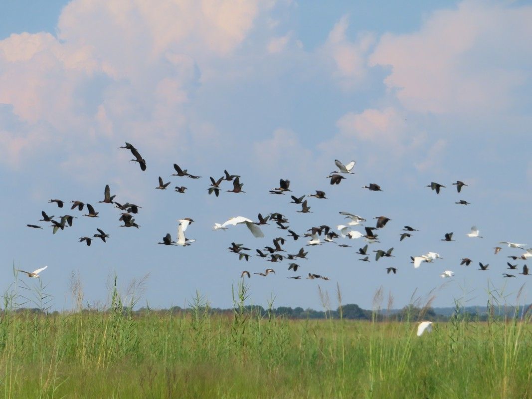 A flock of birds flying over a grassy field