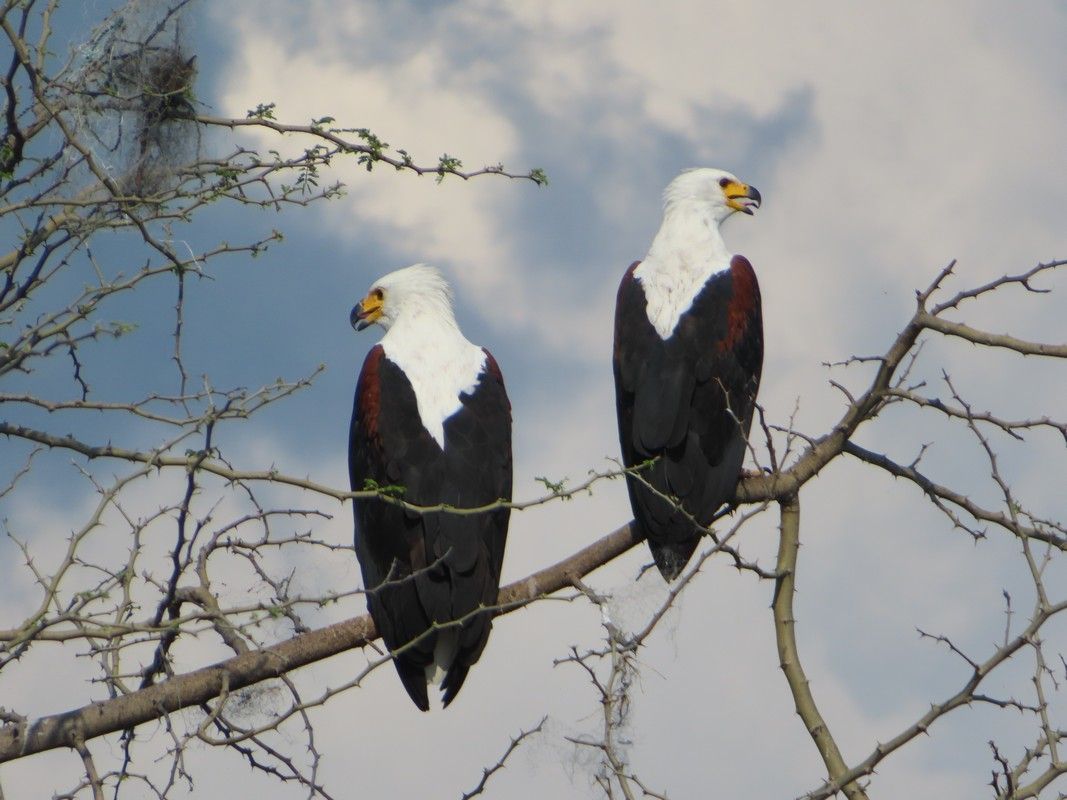 Two bald eagles perched on a tree branch