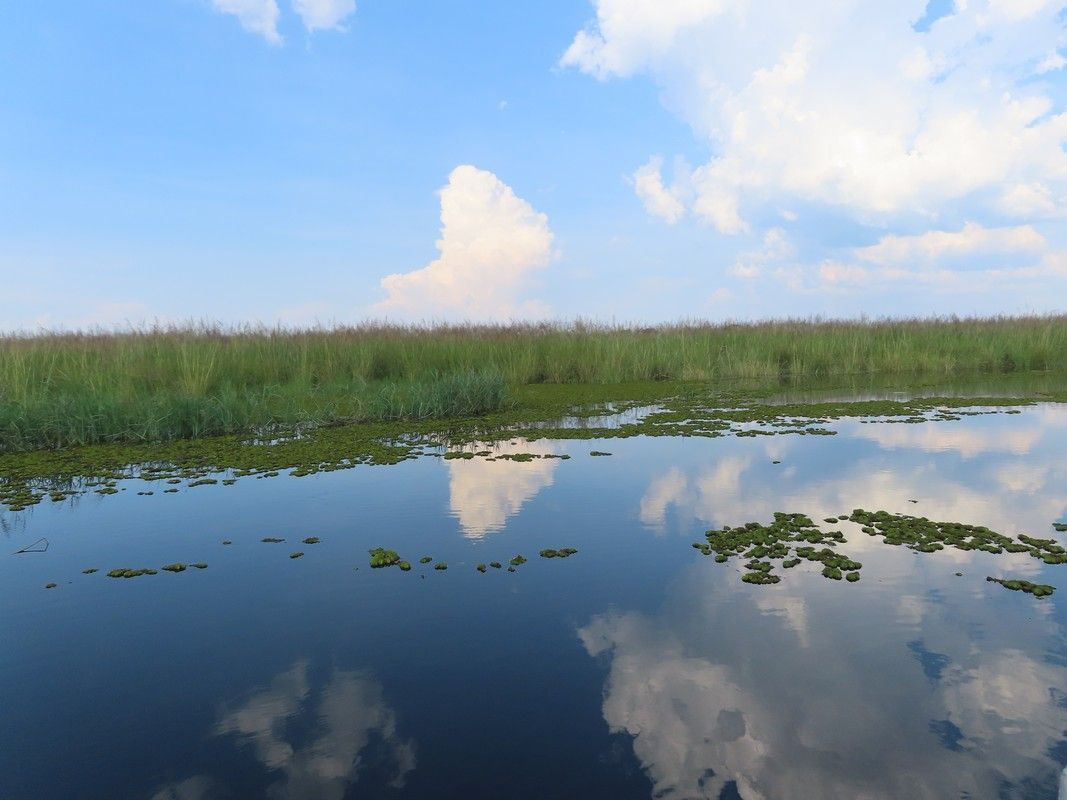 A swamp with a blue sky and clouds reflected in the water.