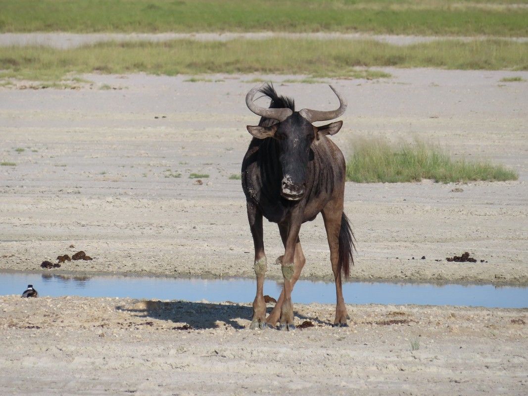 A wildebeest is standing in the dirt near a body of water.