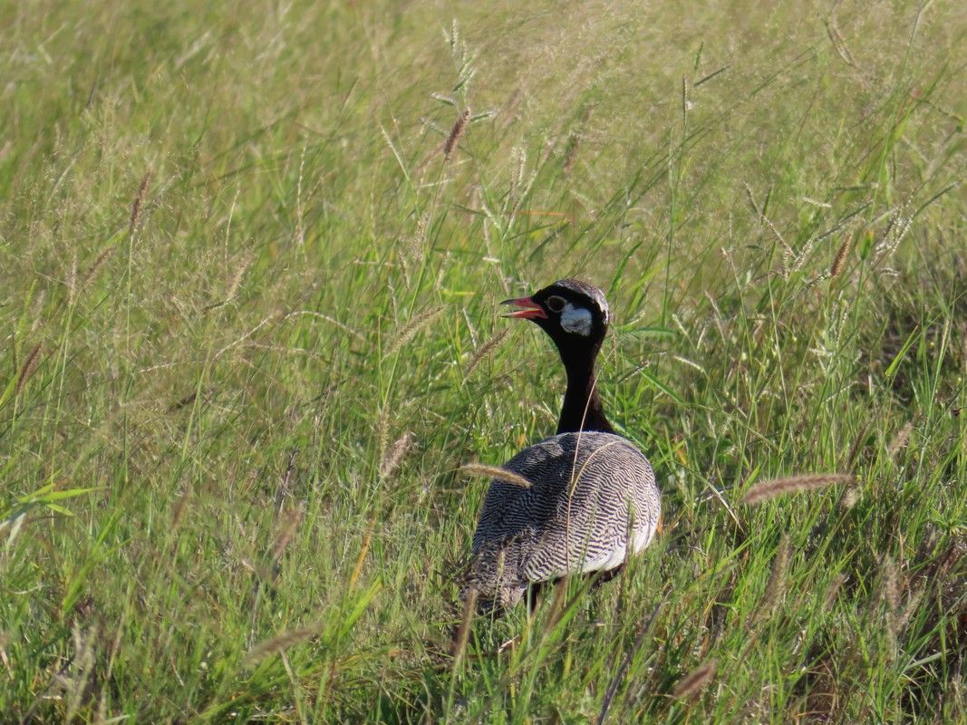 A bird is standing in the middle of a grassy field.