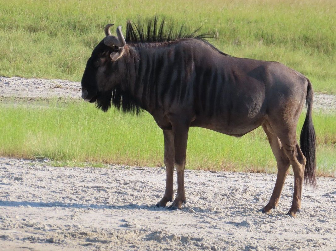 A wildebeest is standing in the dirt in a field.