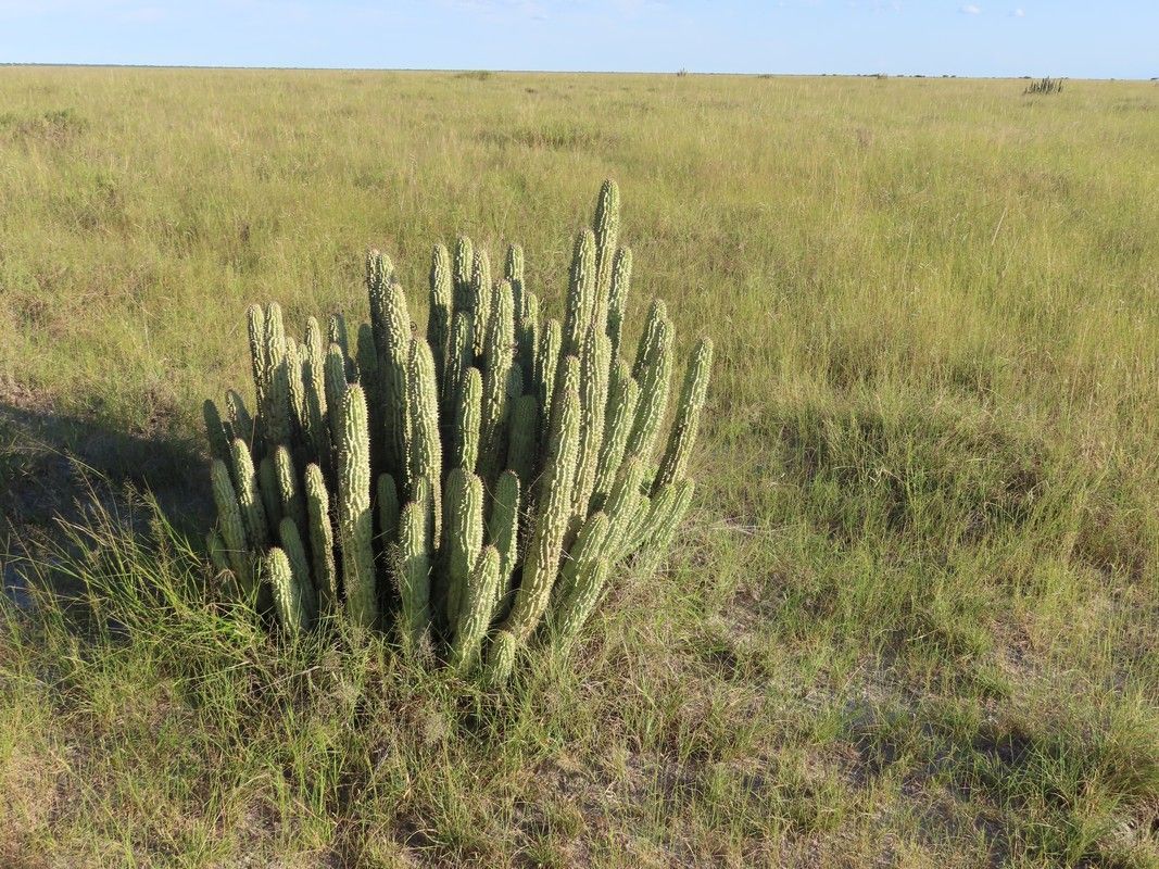 A small plant is growing in the middle of a grassy field.