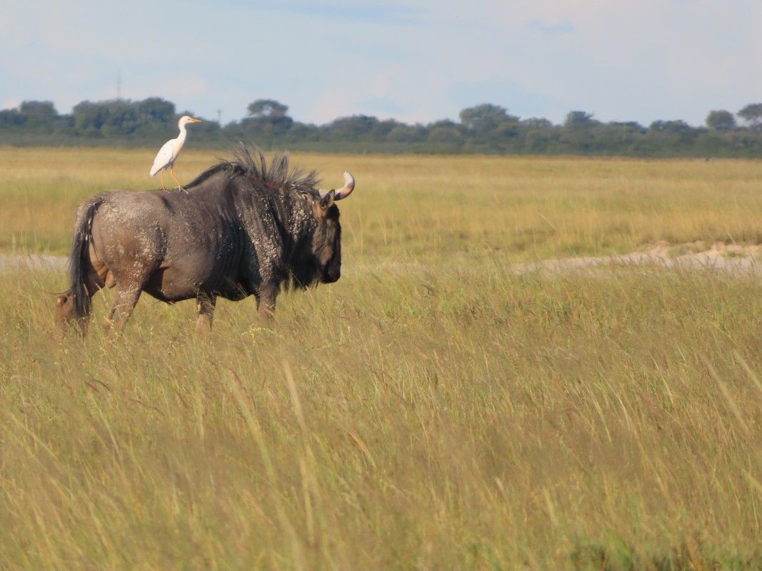 A wildebeest and an egret are standing in a grassy field.