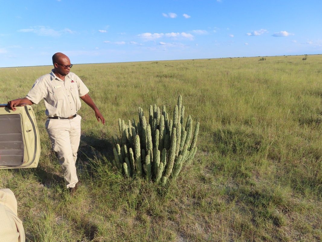 A man is walking through a grassy field carrying a bag.