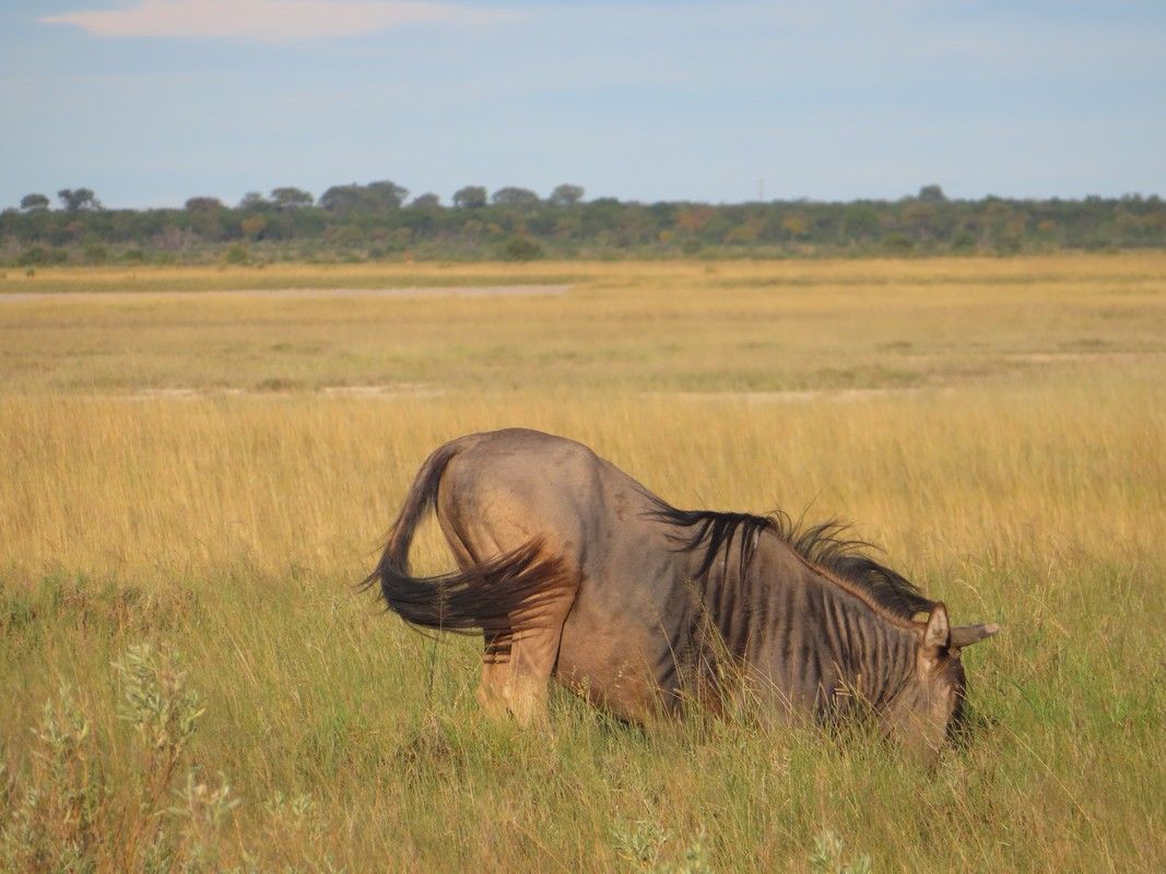 A wildebeest is laying down in a field of tall grass.