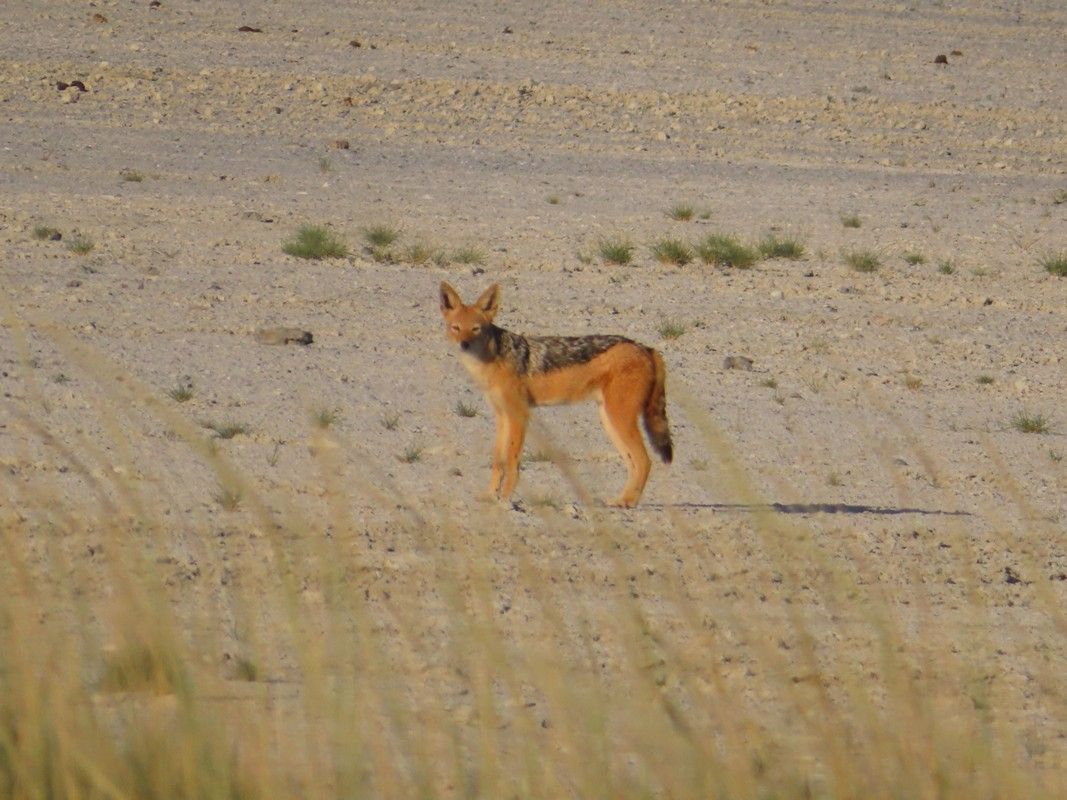 A jackal is standing in the middle of a field in the desert.