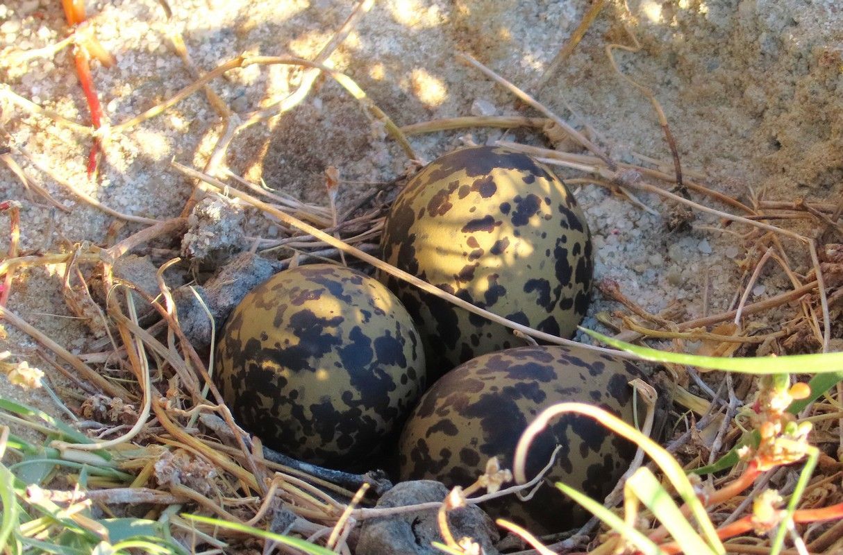 Three eggs are in a nest on the ground