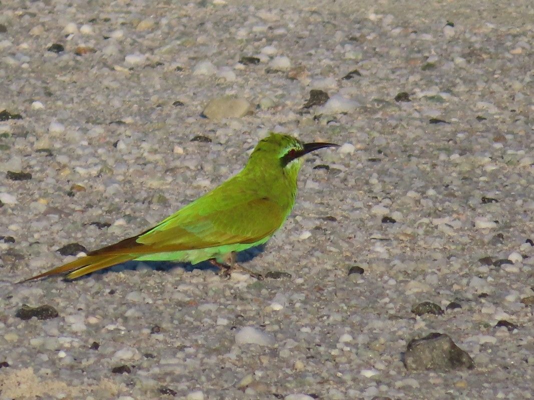 A small green bird is sitting on the ground.