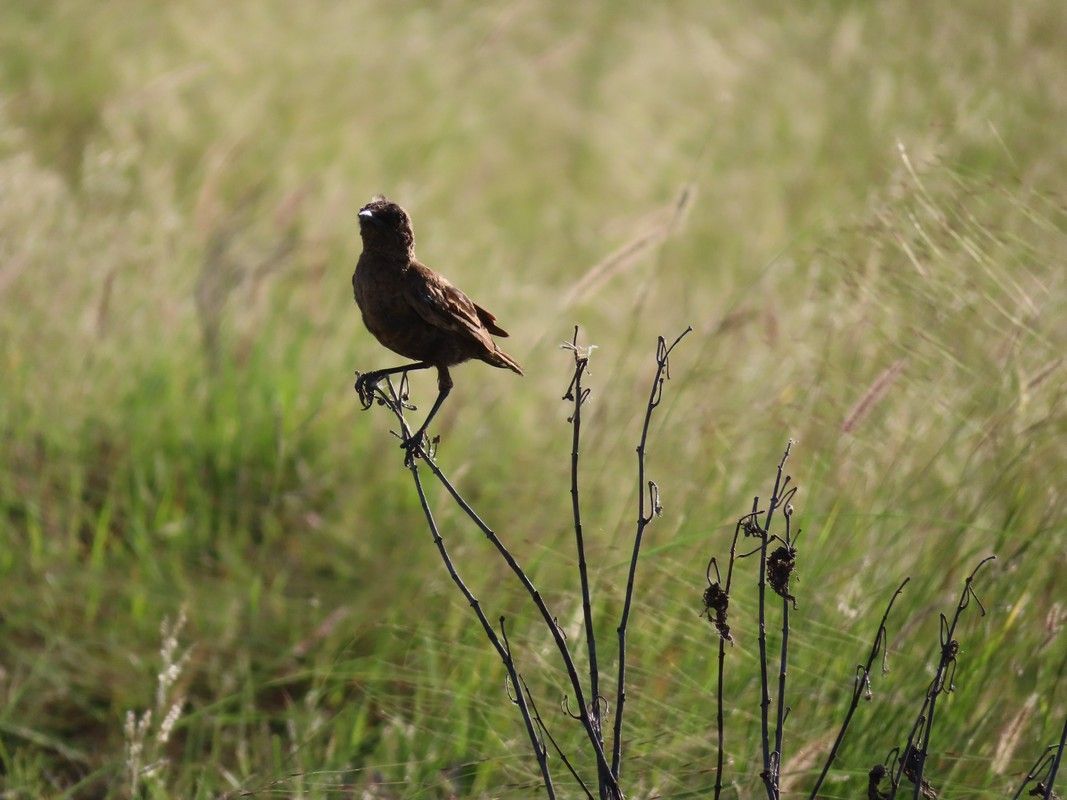 A small bird perched on a branch in a field.