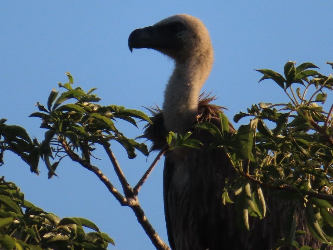 A vulture perched on a tree branch with a blue sky in the background