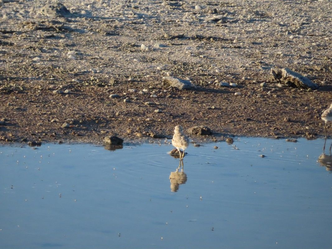 A bird is standing in a puddle of water.