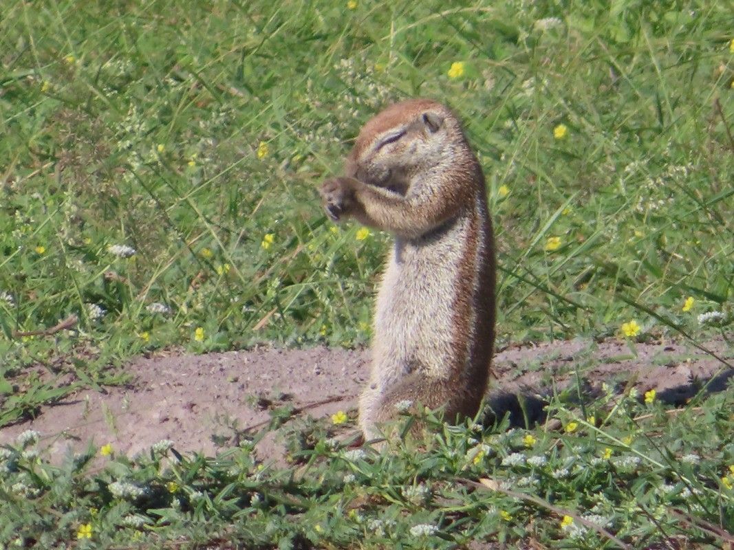 A squirrel is standing on its hind legs in the grass.