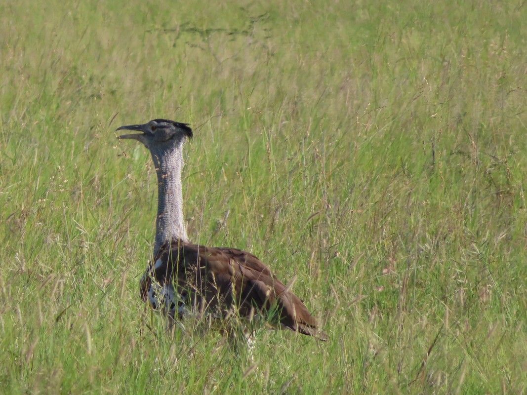 A bird is sitting in the middle of a grassy field.