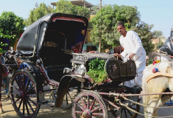 Horse and Cart in Egypt