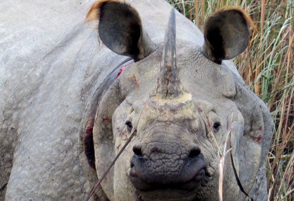 A rhinoceros with a long horn is standing in the grass 