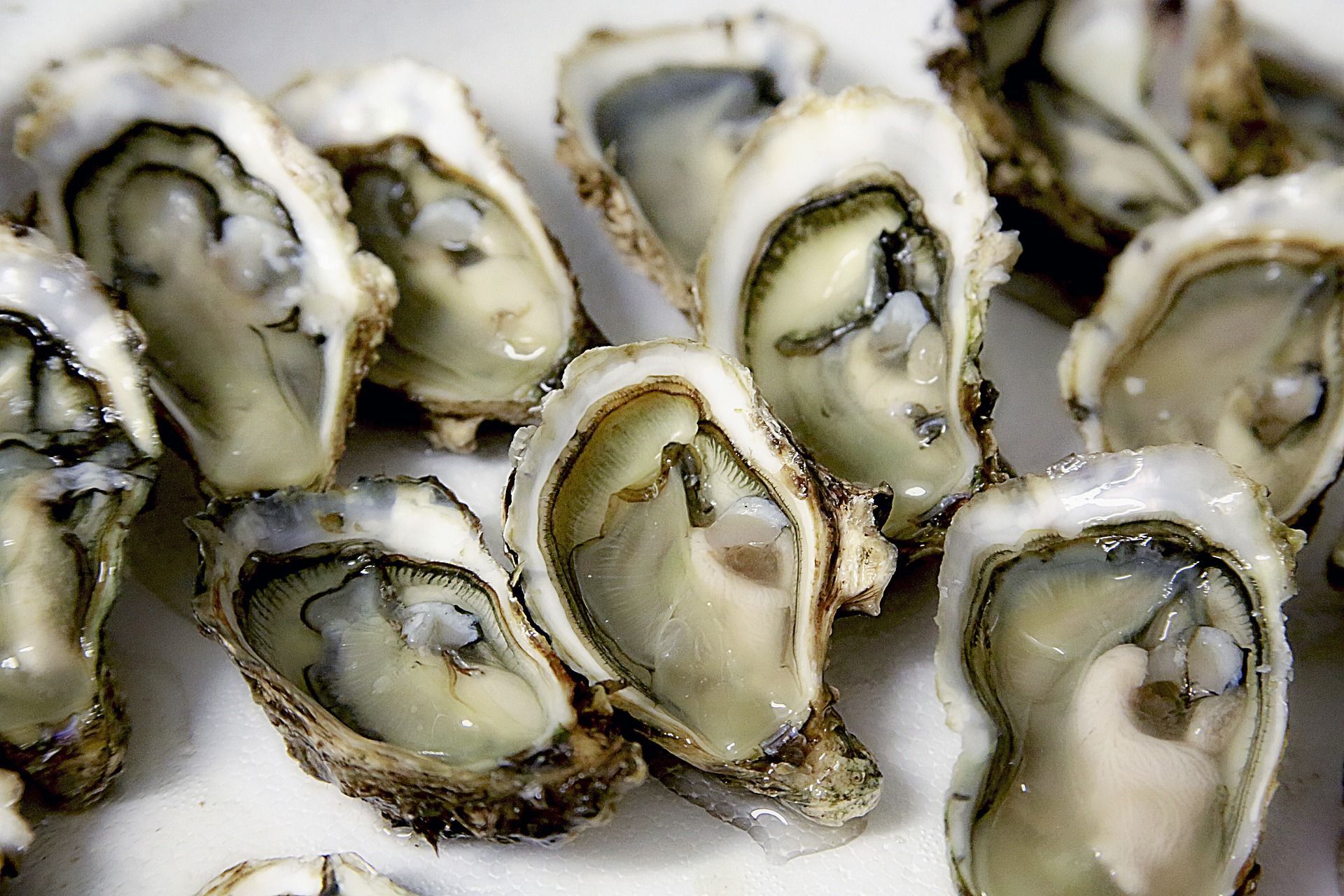 A bunch of oysters are sitting on a white plate.