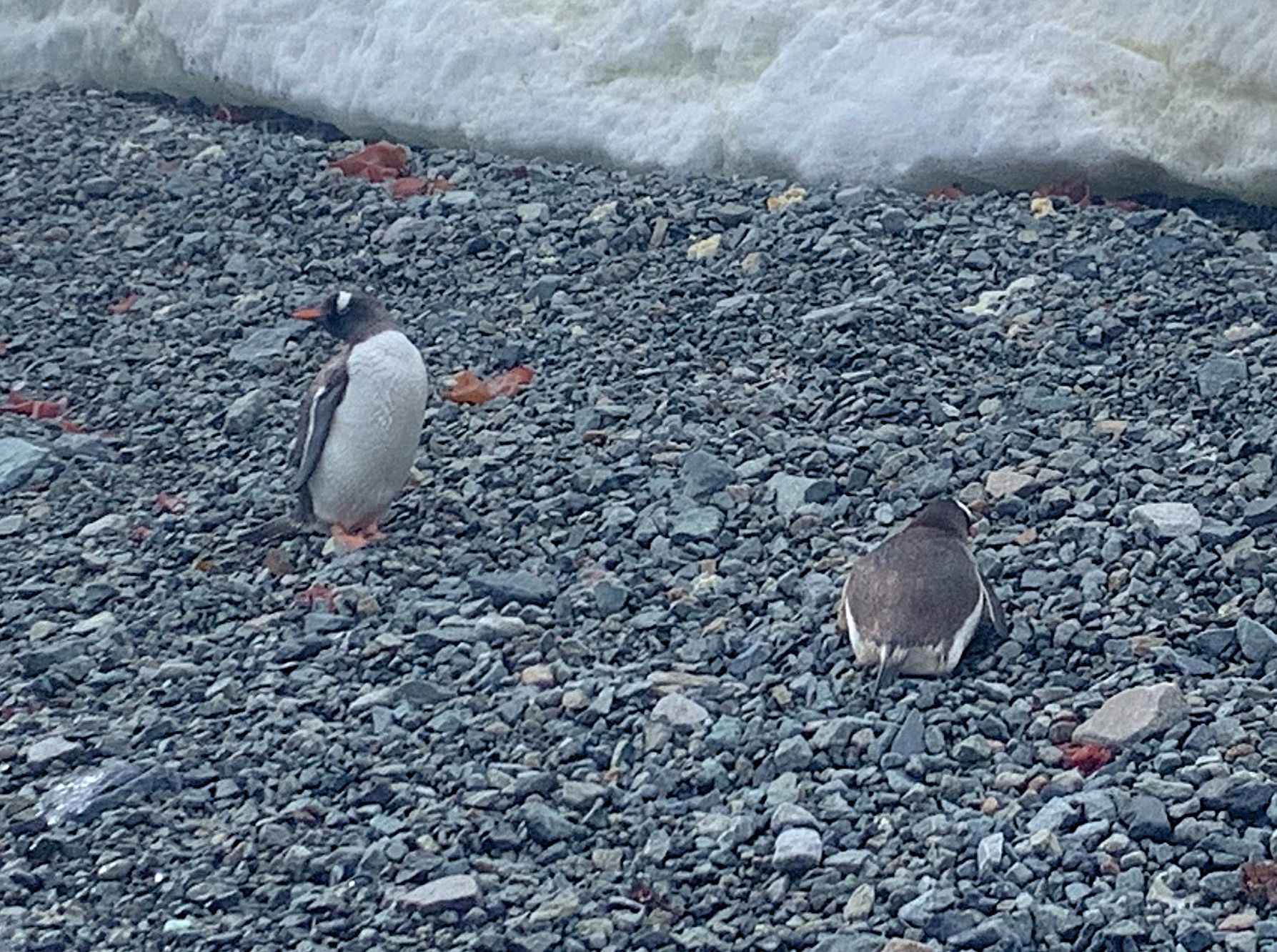 Two penguins are standing on a rocky beach.