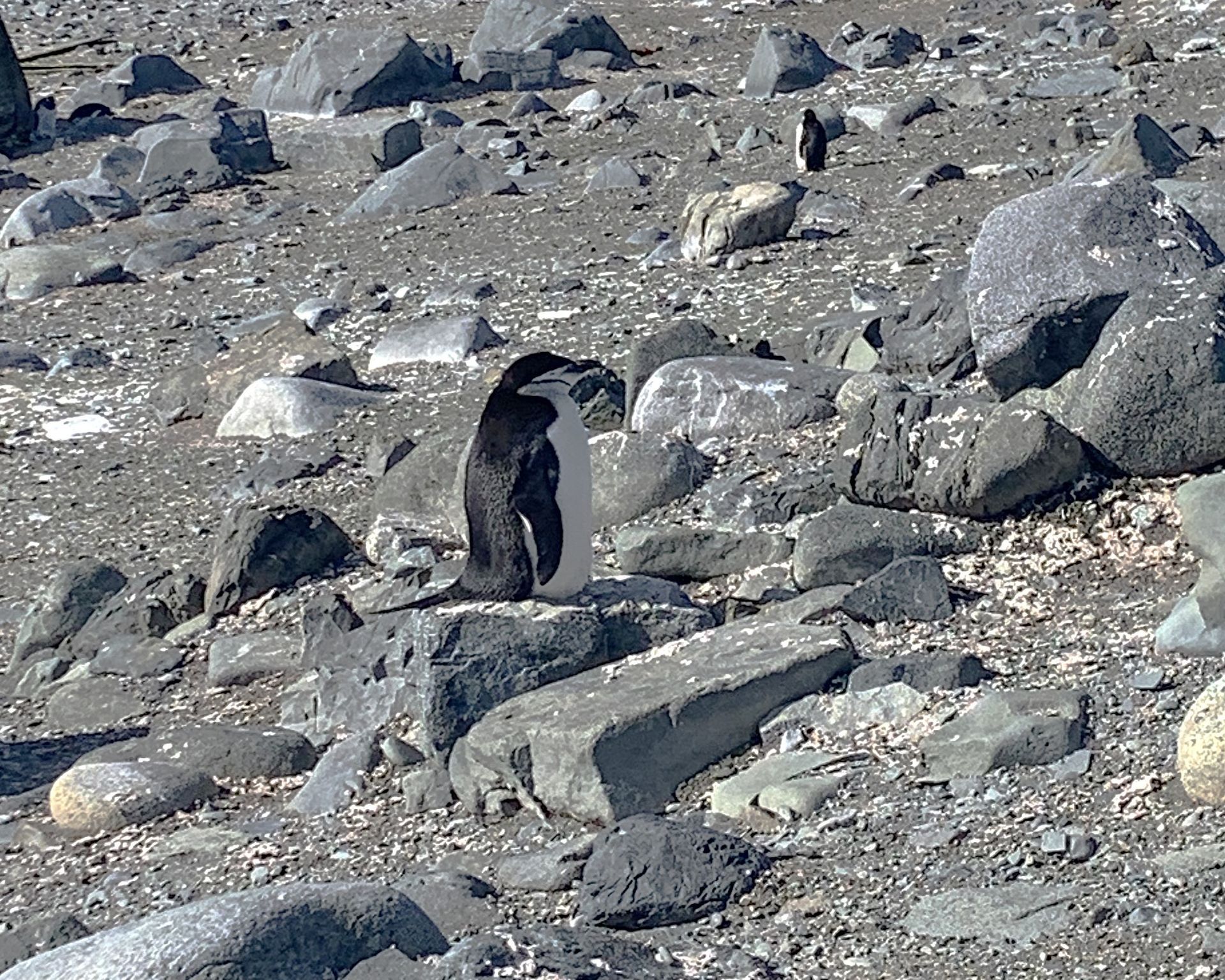 A penguin is standing on top of a pile of rocks.