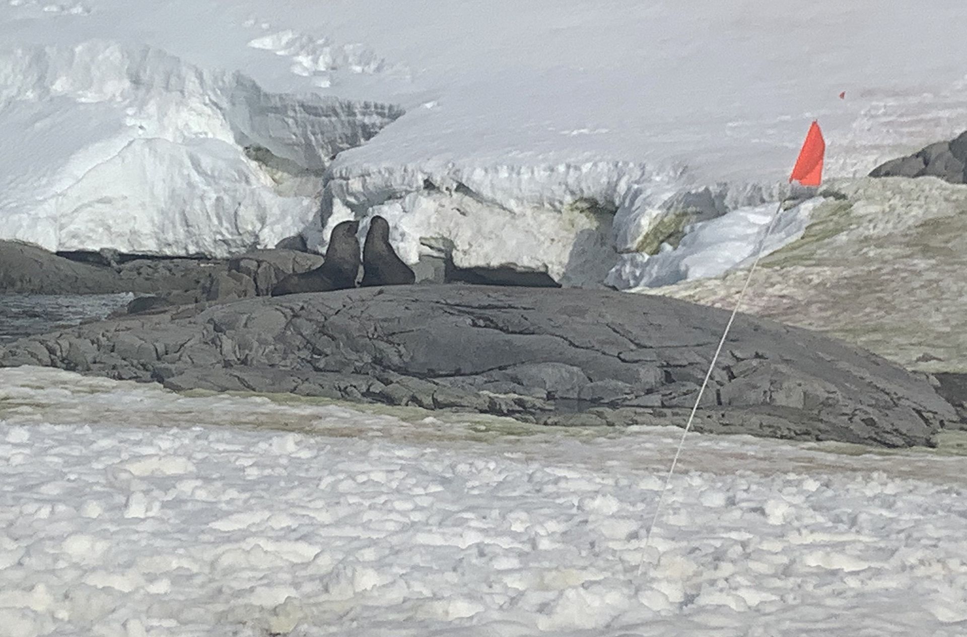 A orange flag is flying in the snow near a glacier by two walrus in Antarctica